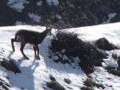 Bellissima salita dal Pian dei Resinelli al Rif. Rosalba sul sentiero 9 delle Foppe in compagnia dei camosci! il 7 aprile 2010) - FOTOGALLERY